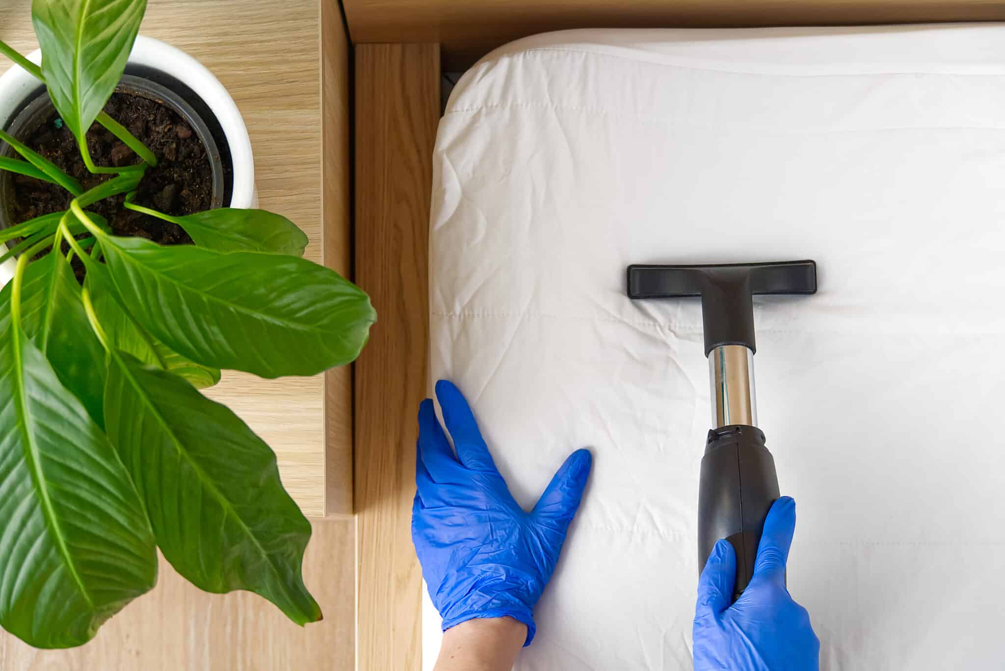 Mains en gants bleus nettoyant un matelas avec un embout d'aspirateur, avec une plante en pot à côté.
